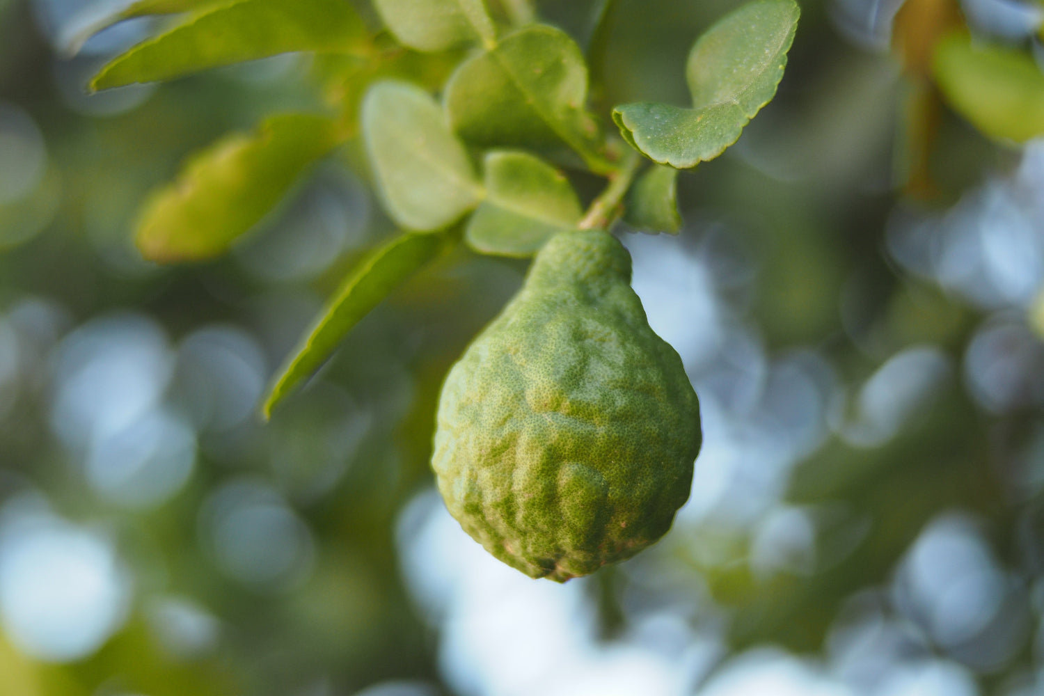 Bergamot