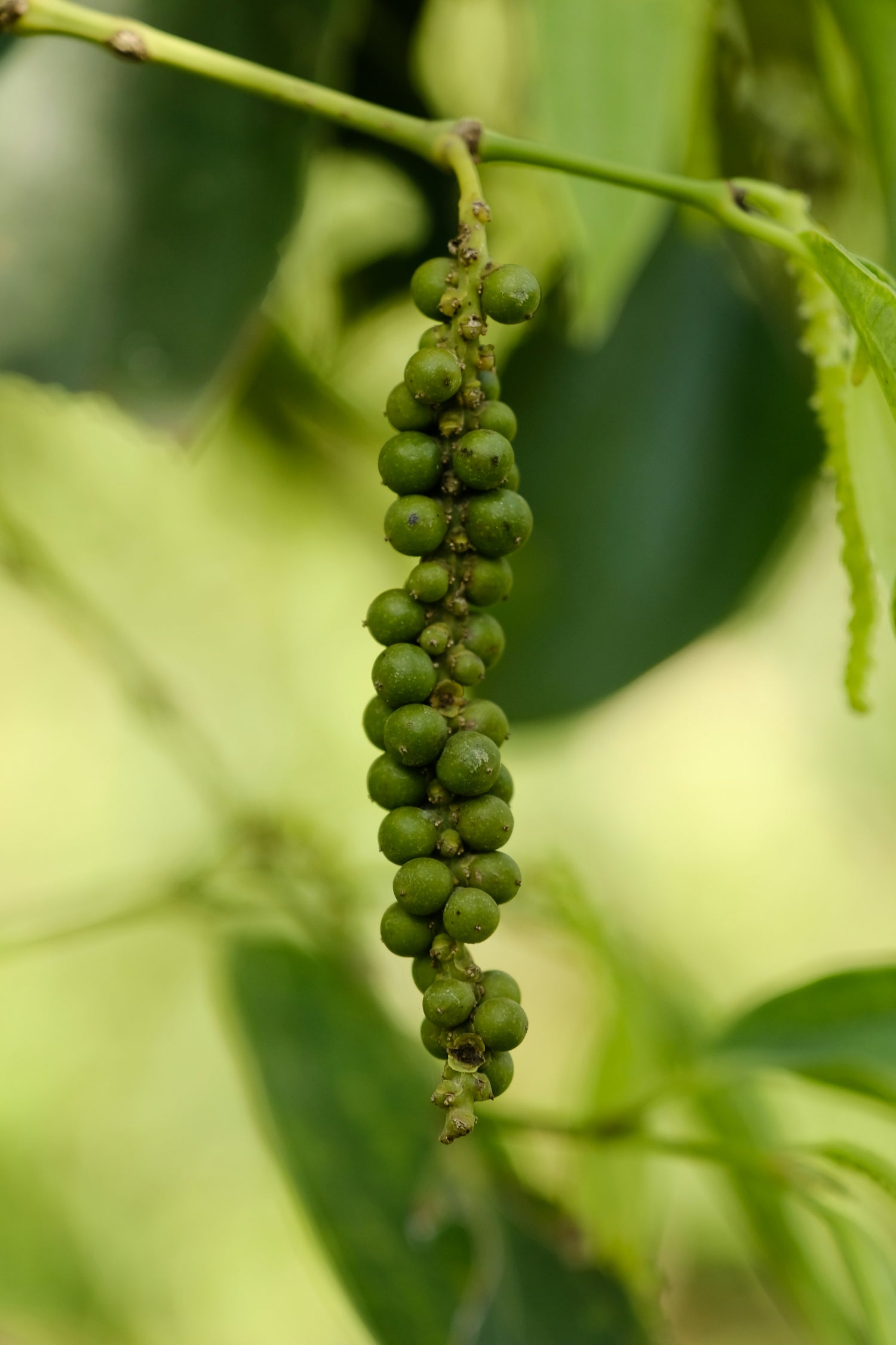 Black Pepper