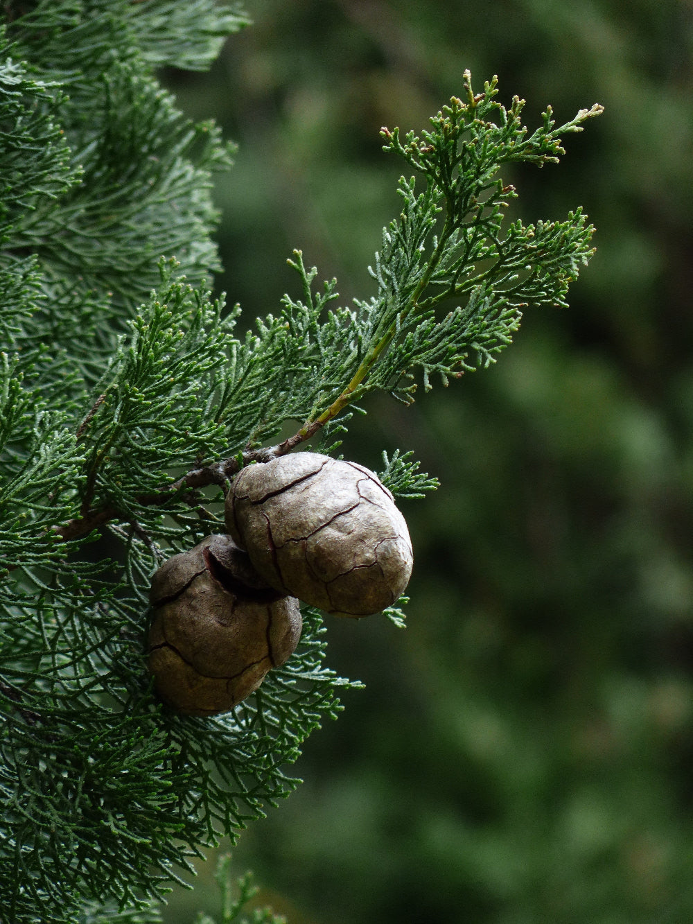 Australian Blue Cypress