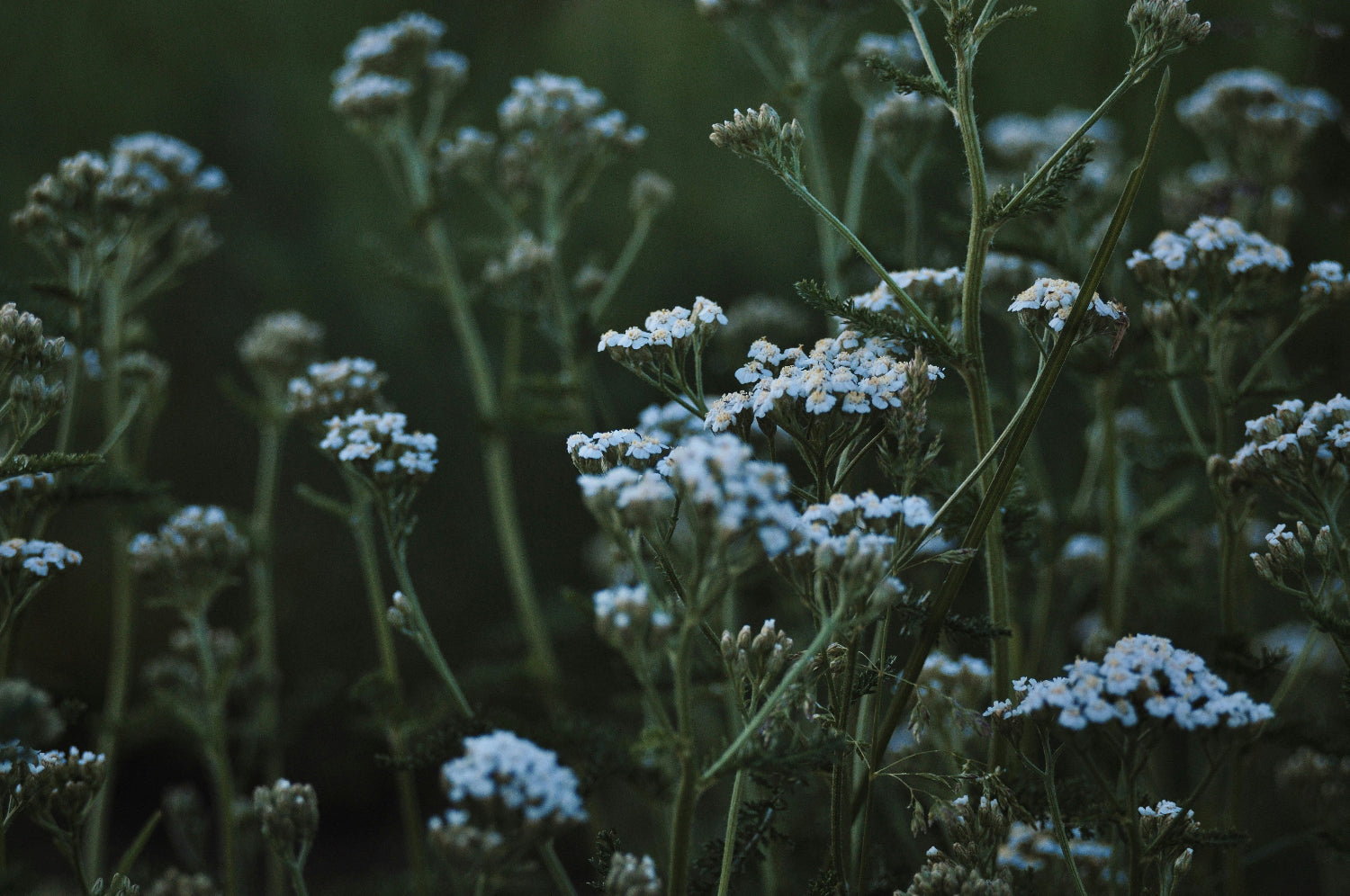 Blue Yarrow