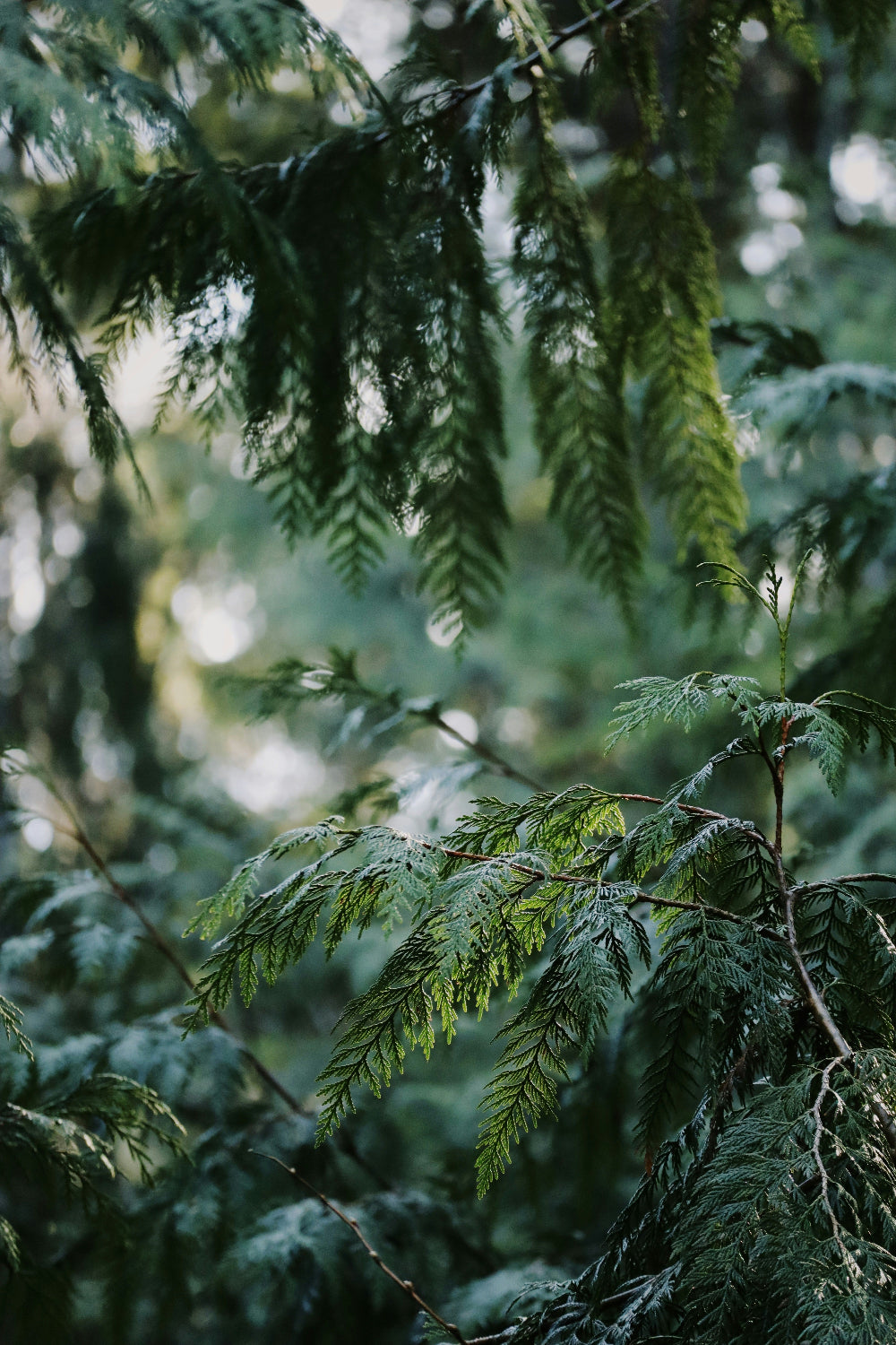Cedarwood