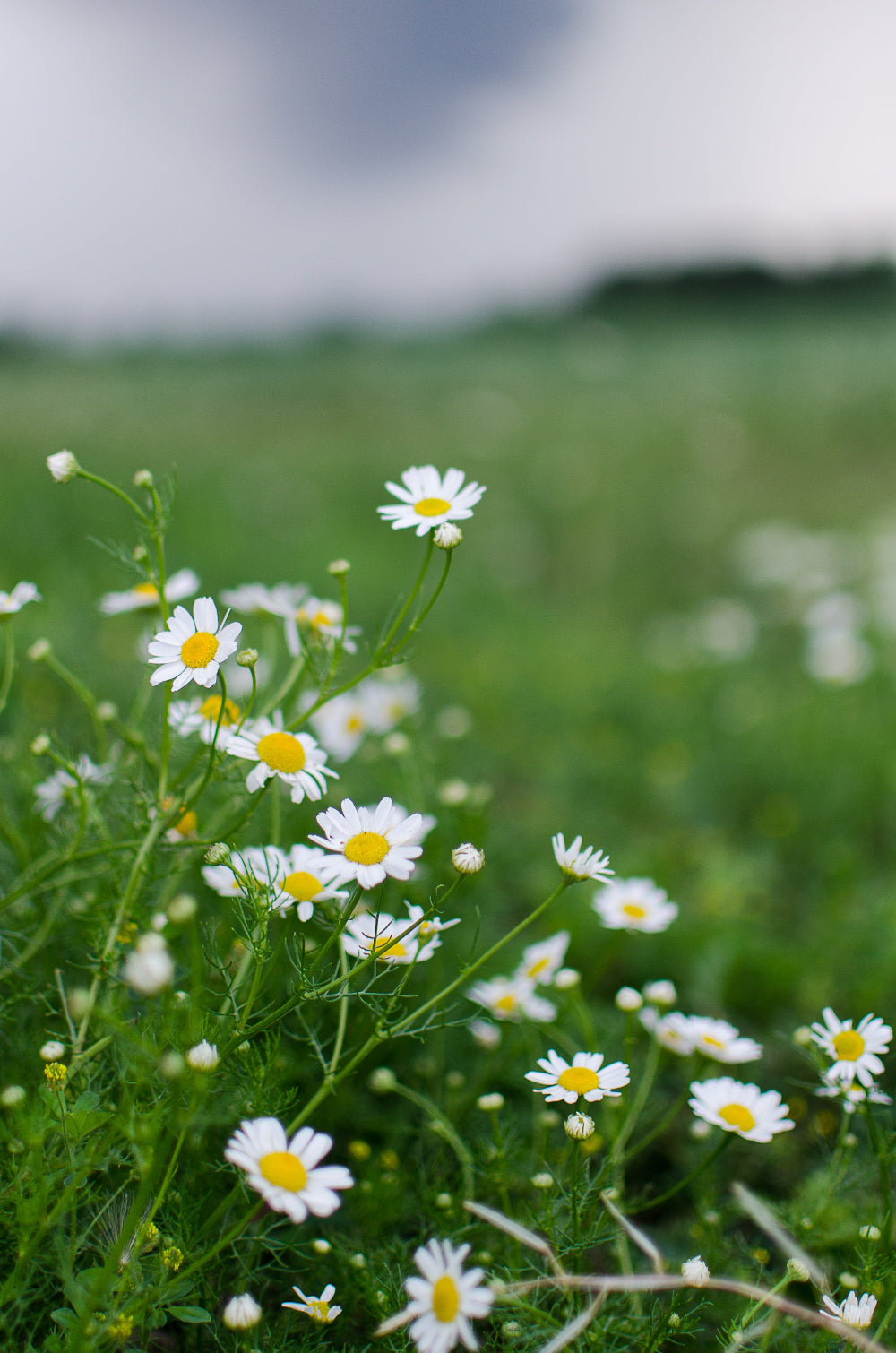 Roman Chamomile