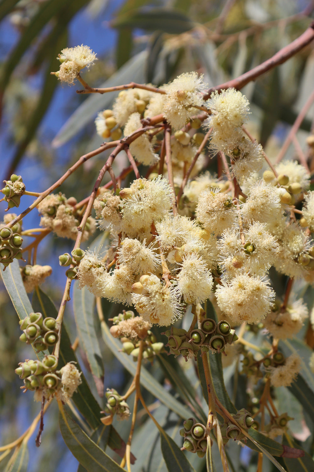 Lemon-scented Ironbark