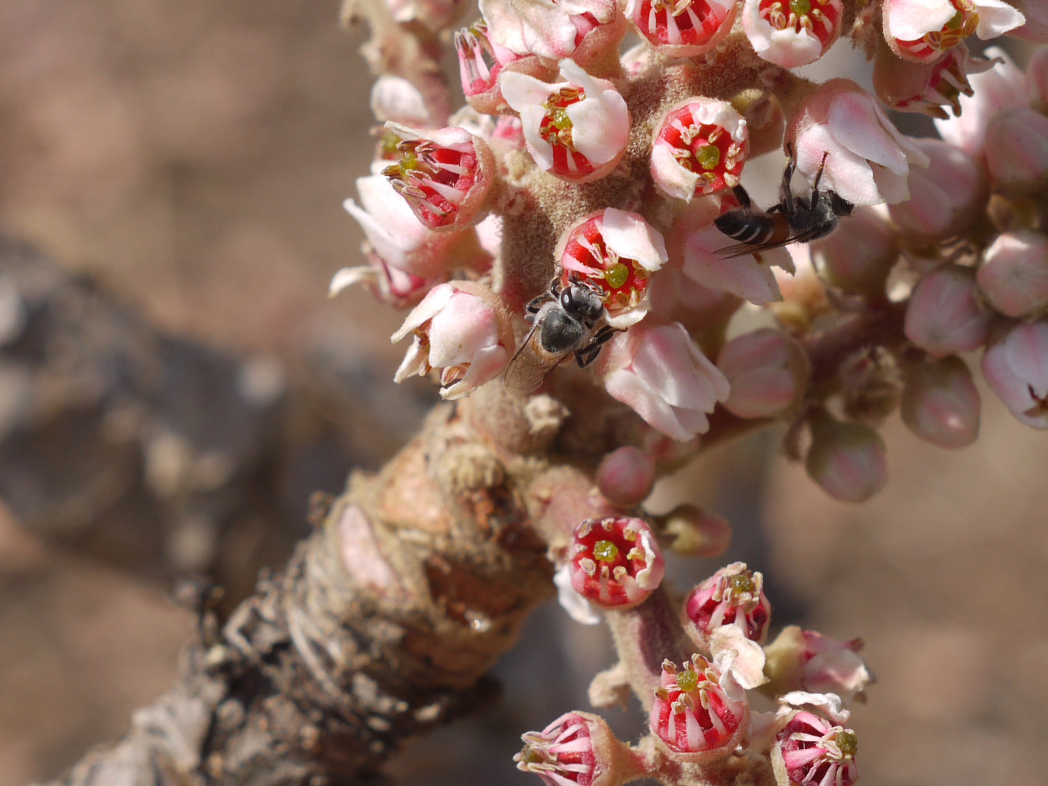 Frankincense 