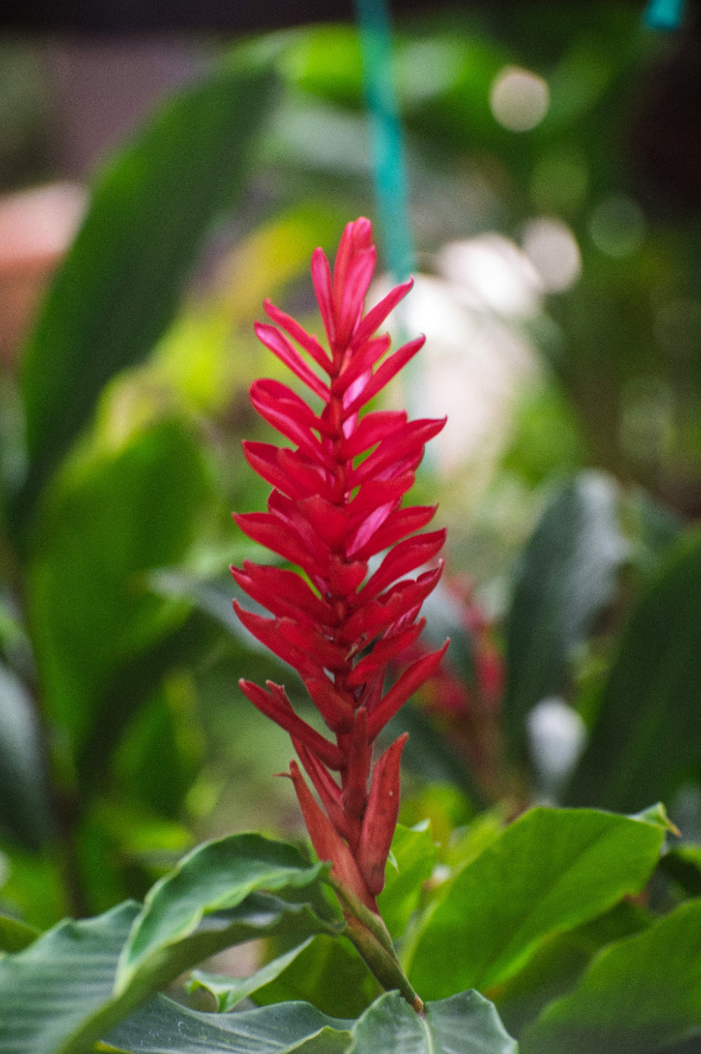 Ginger