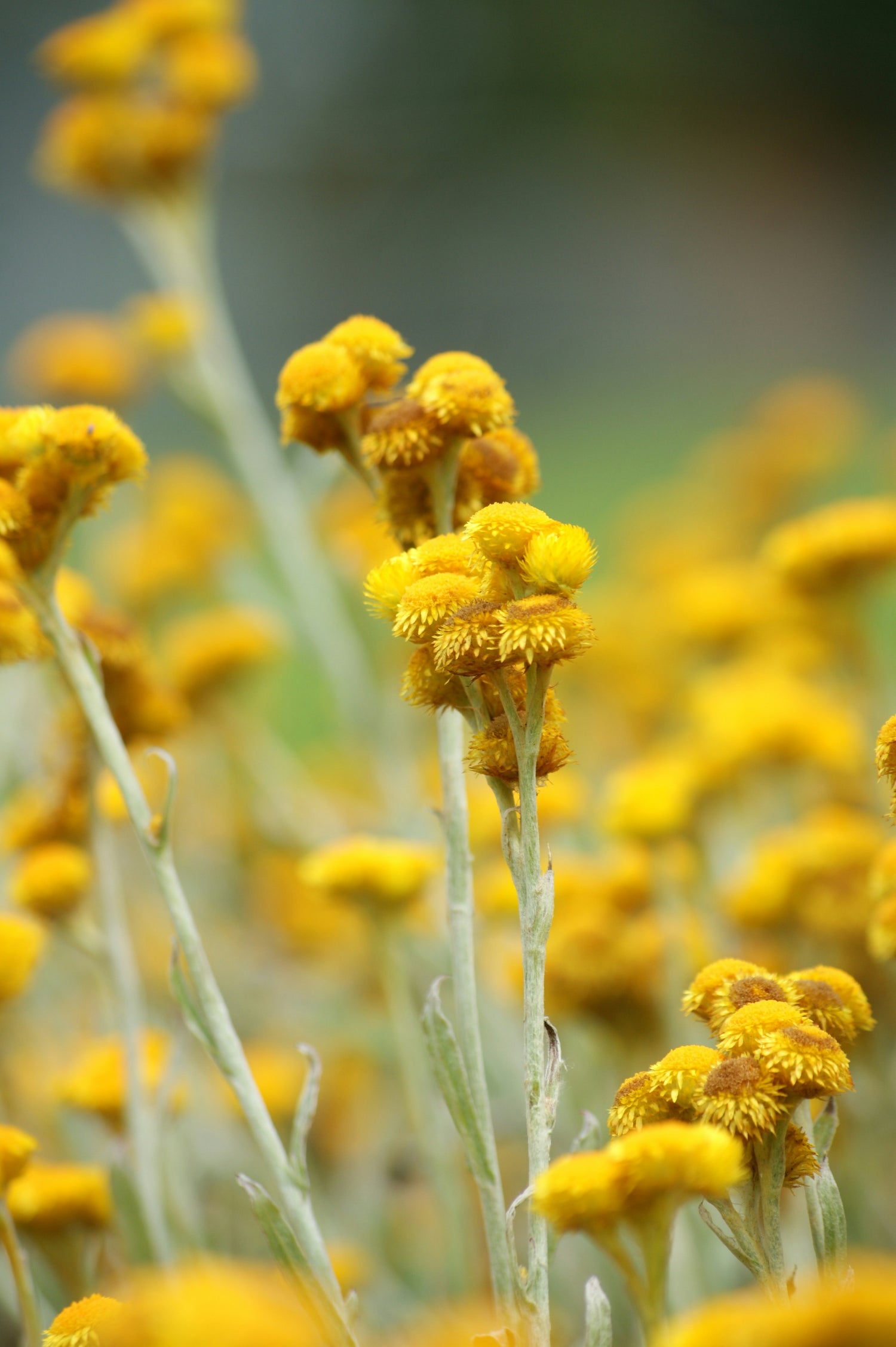 Helichrysum