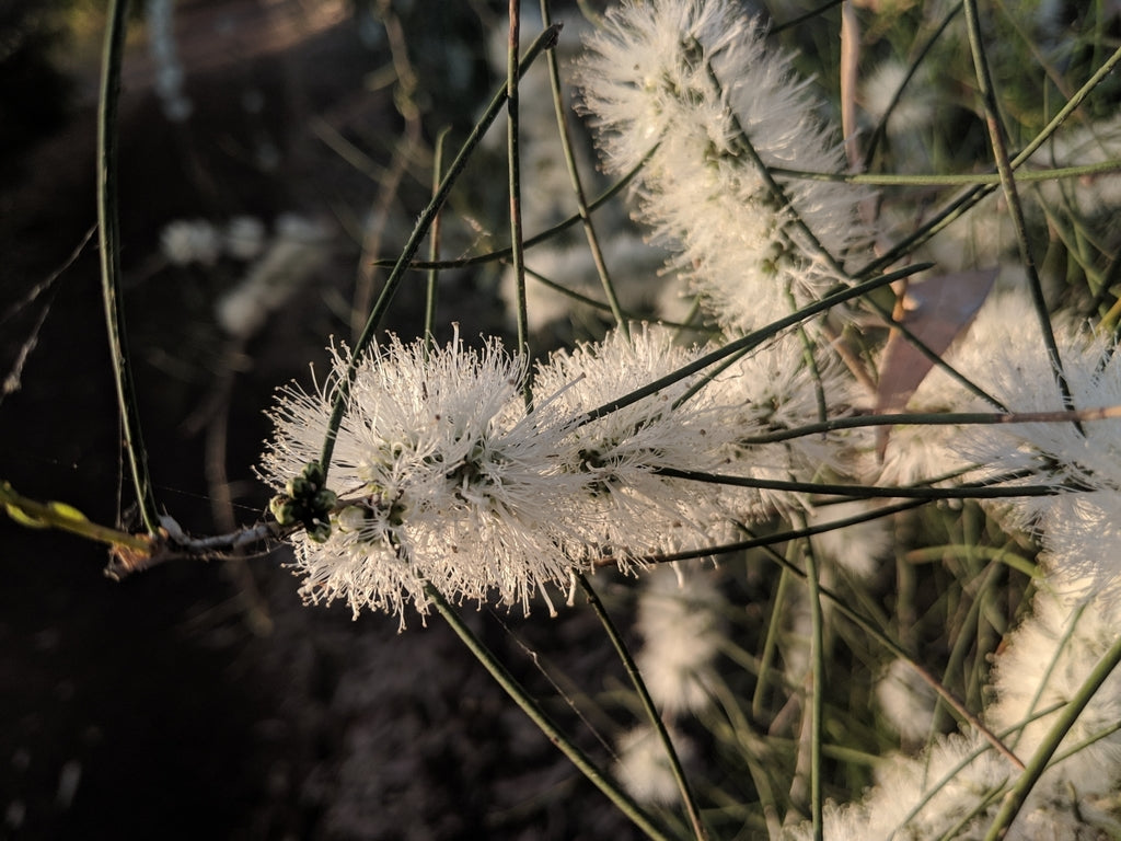 Honey Myrtle
