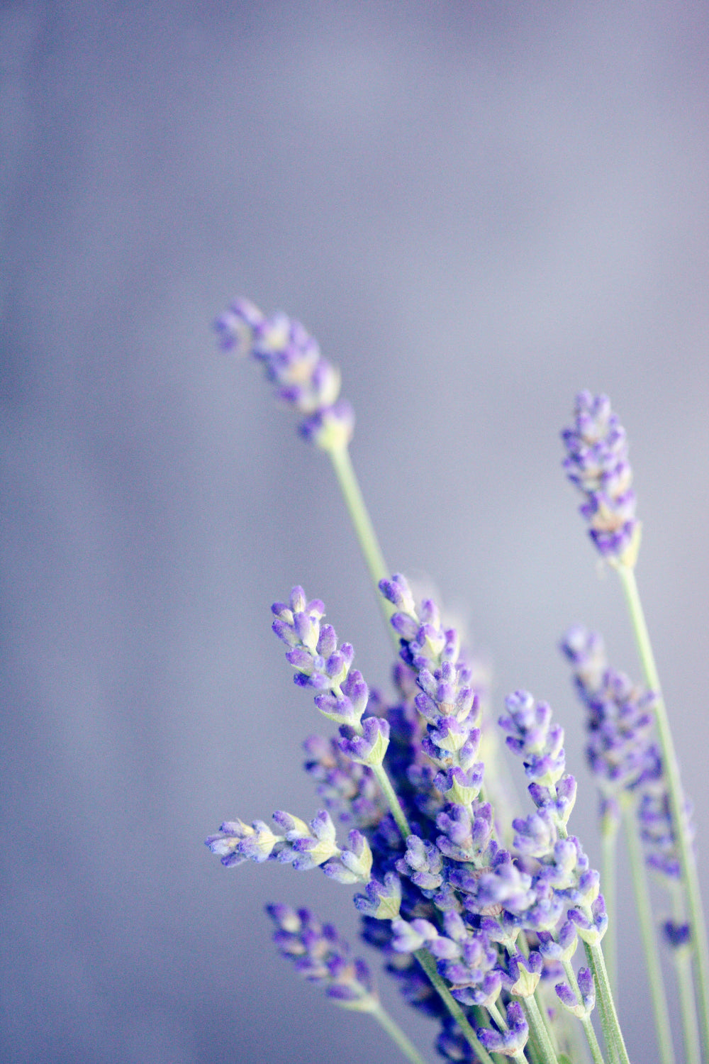 Tasmanian lavender