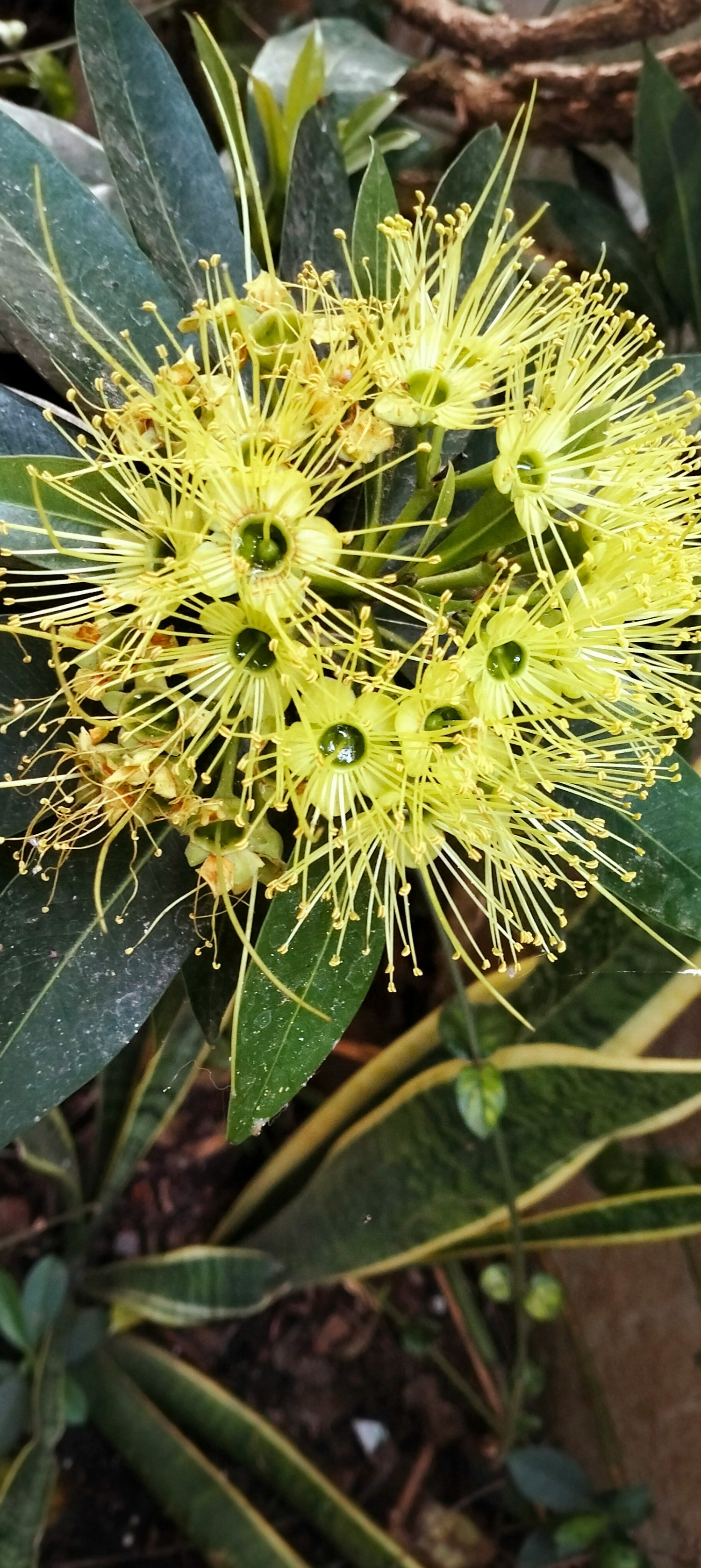 Lemon Myrtle