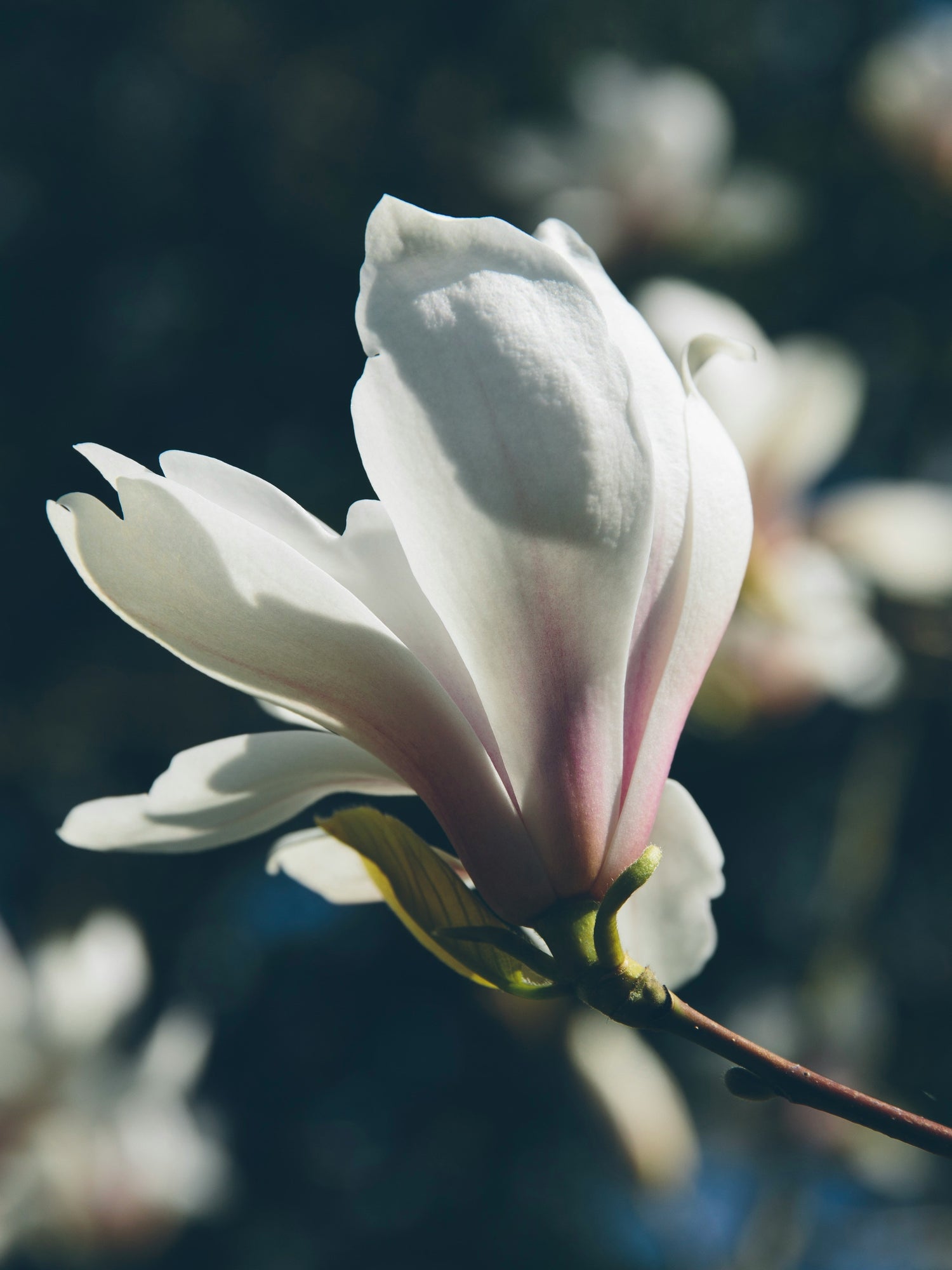 Magnolia