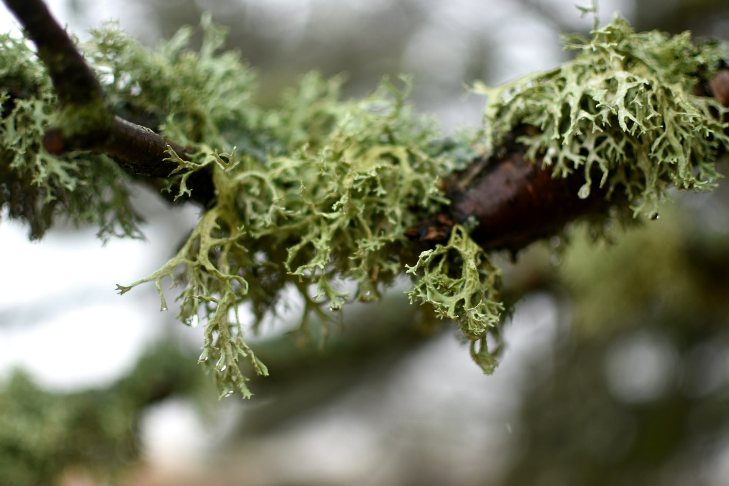 Oakmoss
