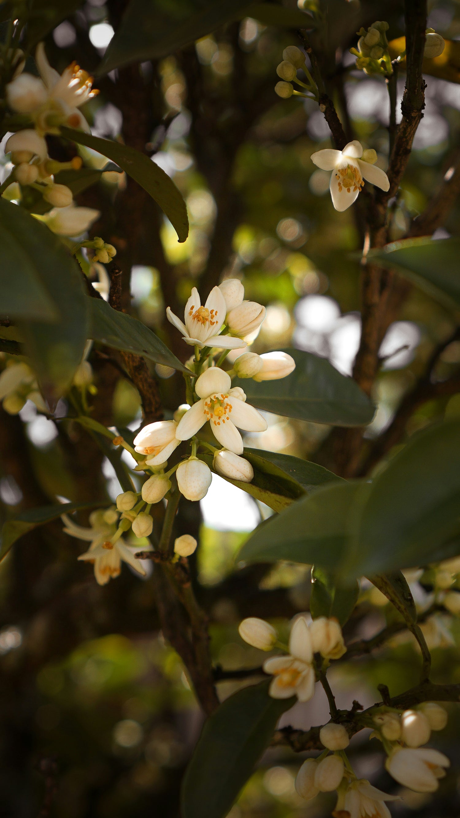 Orange Blossom