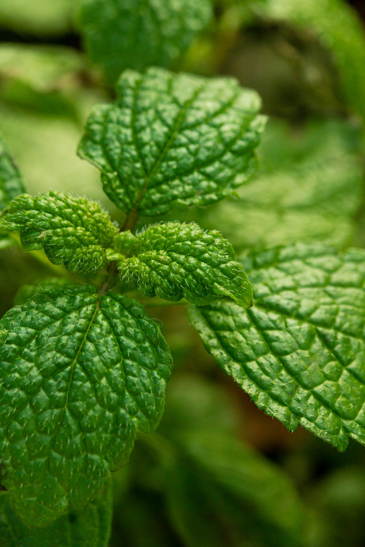 Organic Menthol