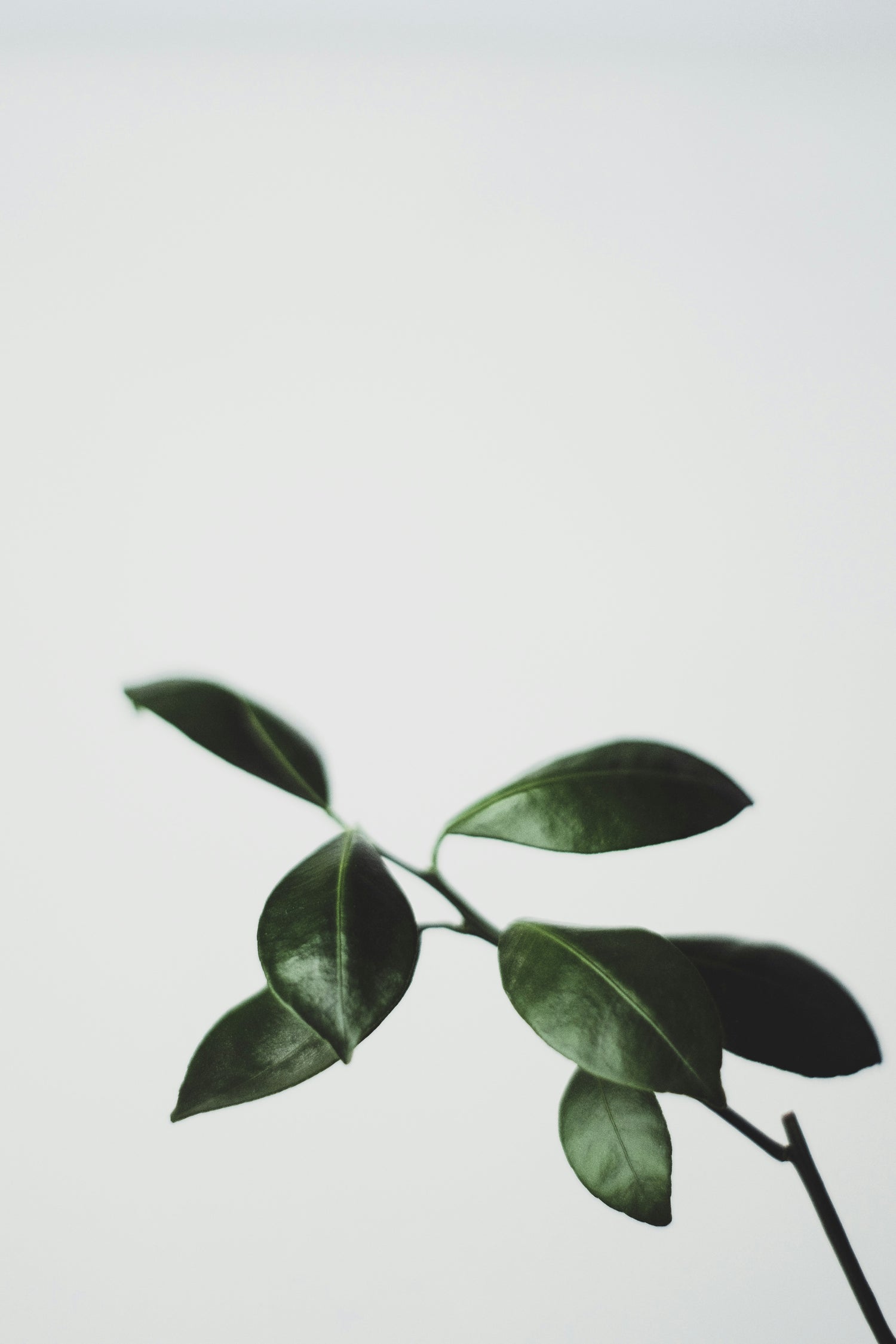 Petitgrain