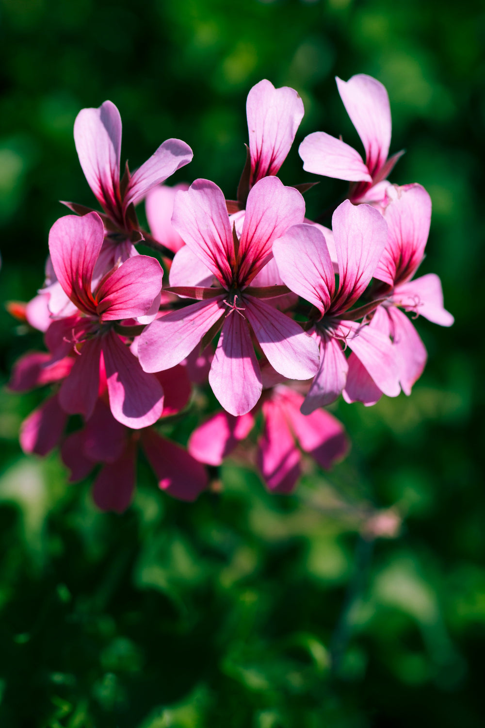 Rose Geranium