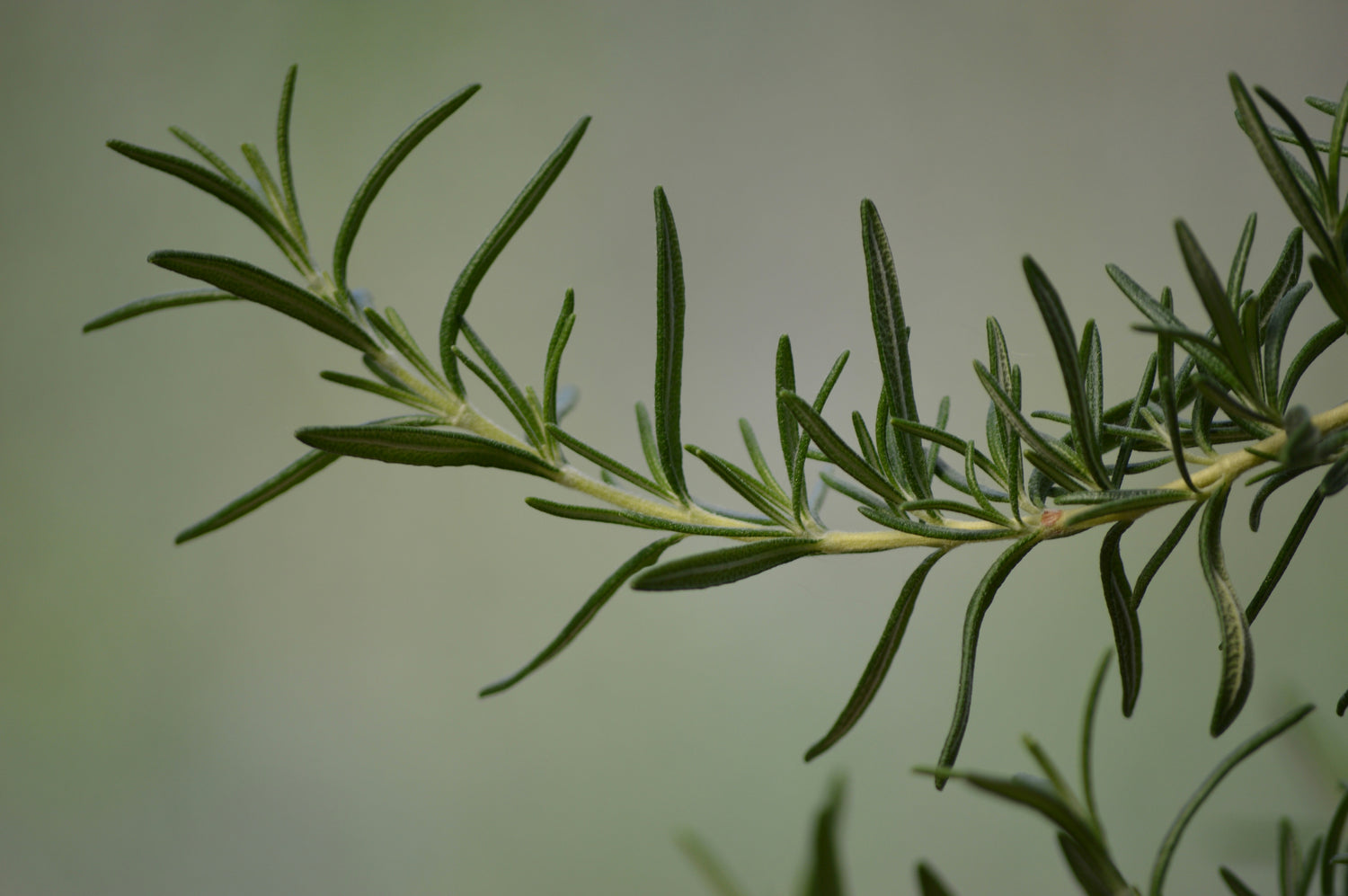 Organic Rosemary