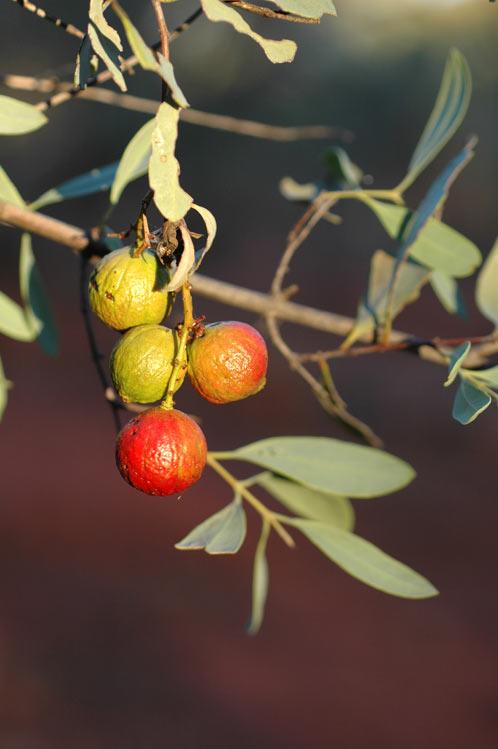 Australian Sandalwood