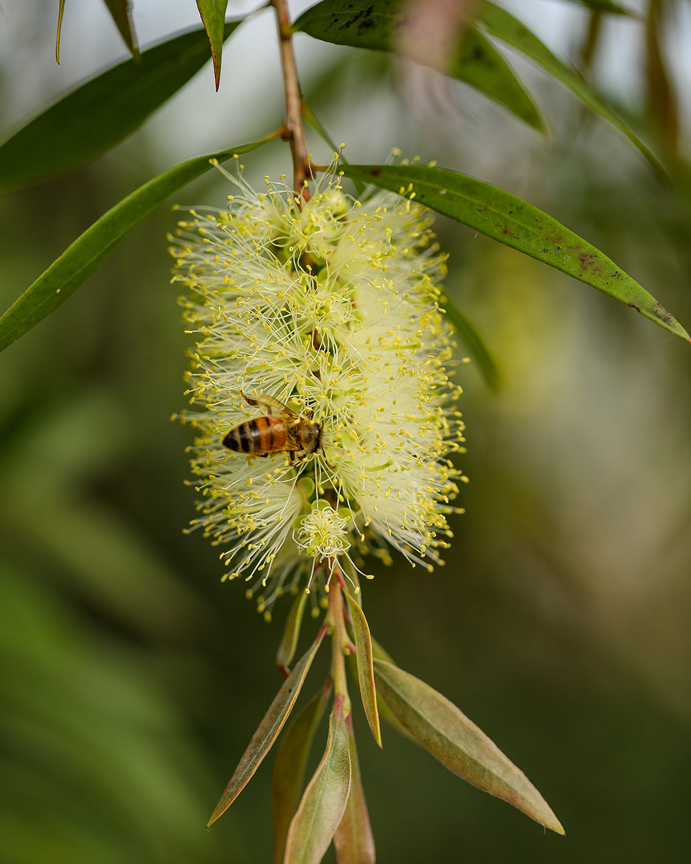 Organic Tea Tree